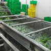 蔬菜無殘留的氣泡清洗機(jī)