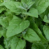 新西蘭菠菜,法國菠菜種子,番杏種子